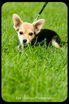 Kit-Puppy