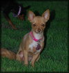 Roxanne