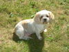 Bailey