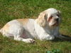 Bailey