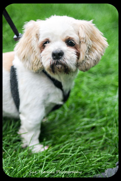 Bailey
