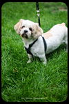 Bailey