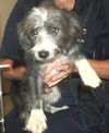 Markie - puppy