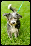 Markie - puppy