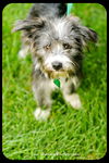 Markie - puppy
