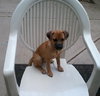 Mirabelle-Puppy