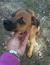Mirabelle-Puppy