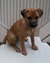 Mirabelle-Puppy