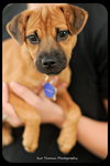 Mirabelle-Puppy