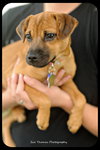 Mirabelle-Puppy