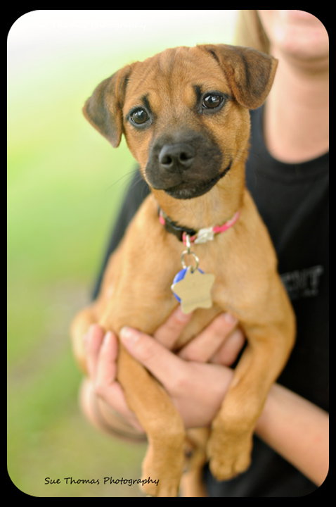 Mirabelle-Puppy