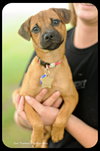 Mirabelle-Puppy