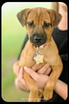 Mirabelle-Puppy