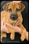 Mirabelle-Puppy