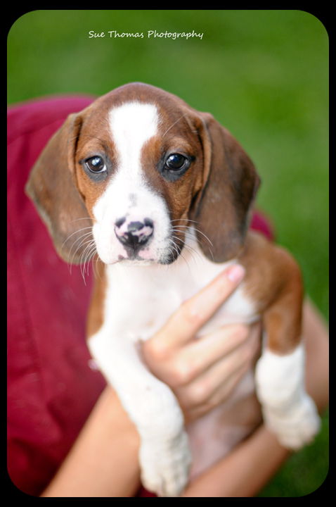 Carly-puppy