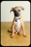 Chipper - Puppy