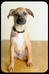 Chipper - Puppy