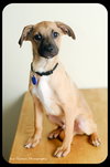 Chipper - Puppy