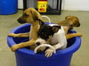 Chipper - Puppy