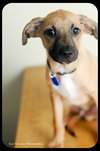 Chipper - Puppy