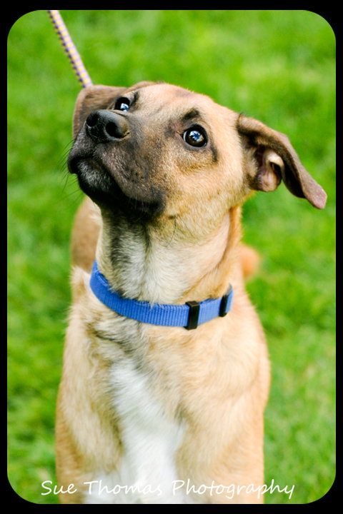 Chipper - Puppy