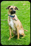 Chipper - Puppy