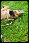 Chipper - Puppy