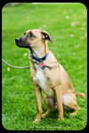 Chipper - Puppy