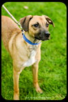 Chipper - Puppy