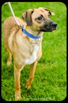 Chipper - Puppy