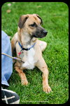 Chipper - Puppy