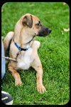 Chipper - Puppy