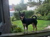 Spencer-Urgent Foster Needed