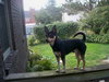 Spencer-Urgent Foster Needed