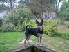 Spencer-Urgent Foster Needed