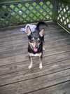 Spencer-Urgent Foster Needed