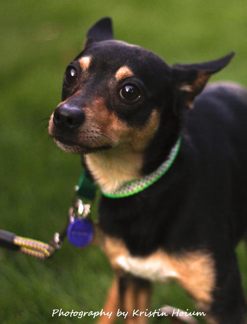 Spencer-Urgent Foster Needed