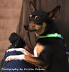 Spencer-Urgent Foster Needed