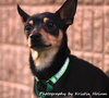 Spencer-Urgent Foster Needed