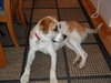 Dewey