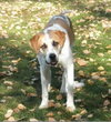 Dewey
