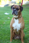 King Louie