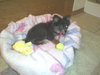 Pippen-Puppy