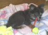 Pippen-Puppy