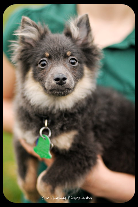 Pippen-Puppy