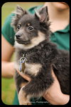 Pippen-Puppy