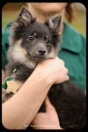 Pippen-Puppy