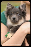 Pippen-Puppy