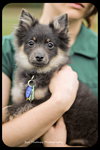 Pippen-Puppy