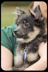 Pippen-Puppy